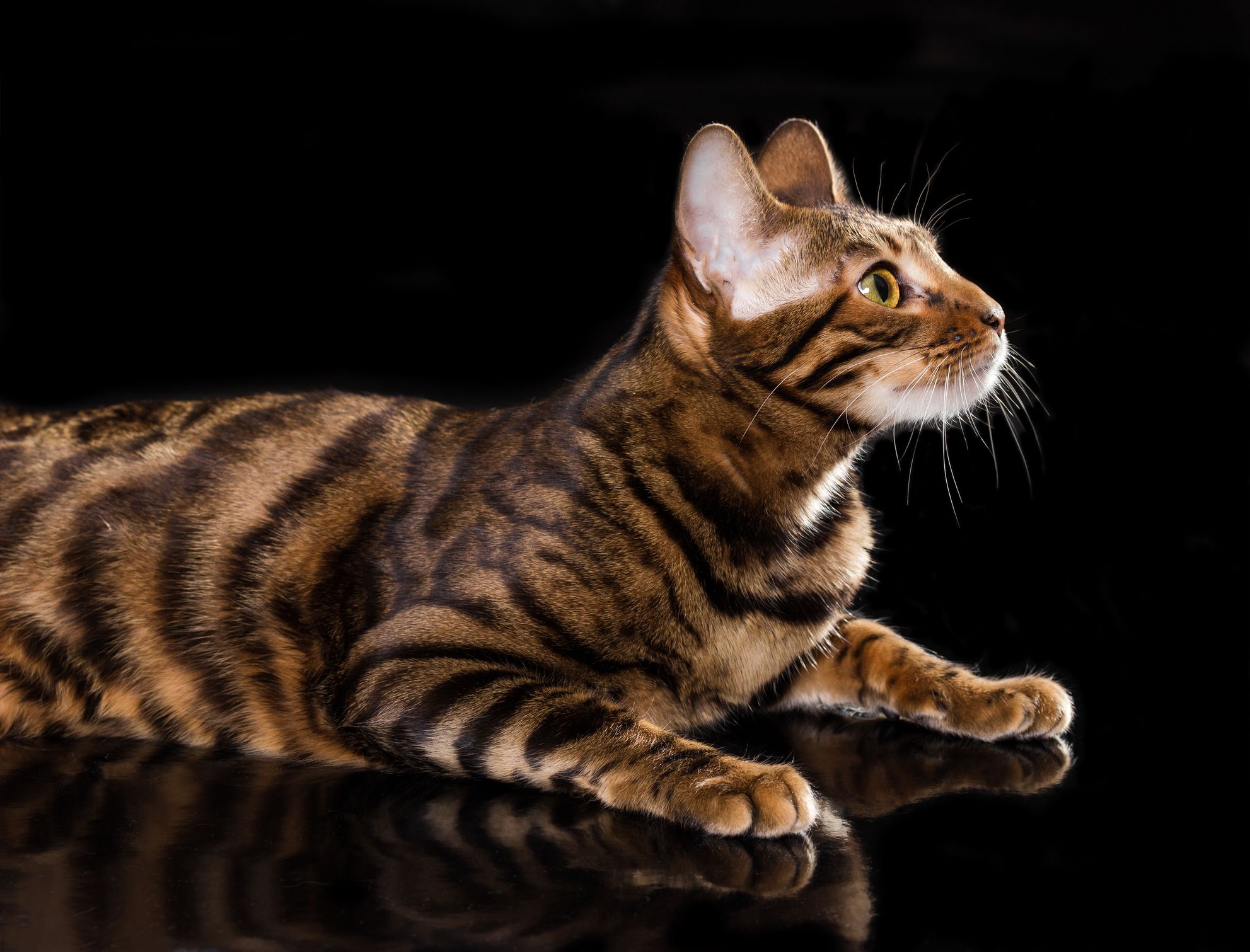 Most expensive domestic shops cat breed