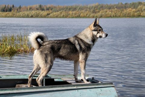  most-expensive-dog-breeds-candian-eskimo-dog 