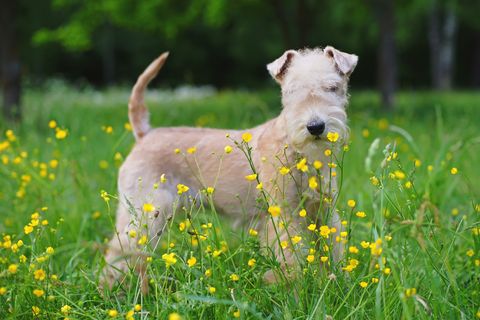  most-expensive-dog-breeds-lakeland-terrier 