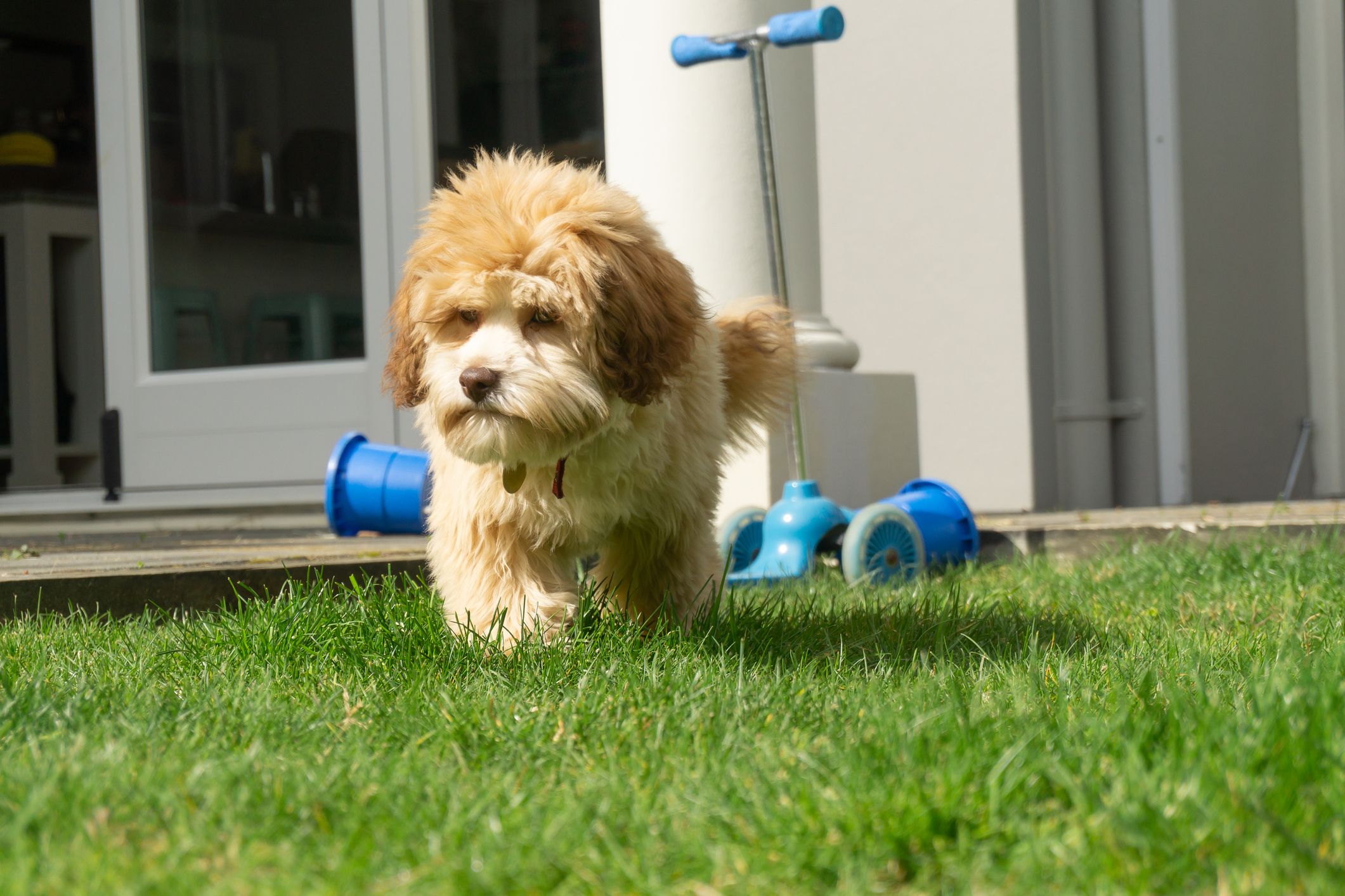 Most expensive clearance dog toy