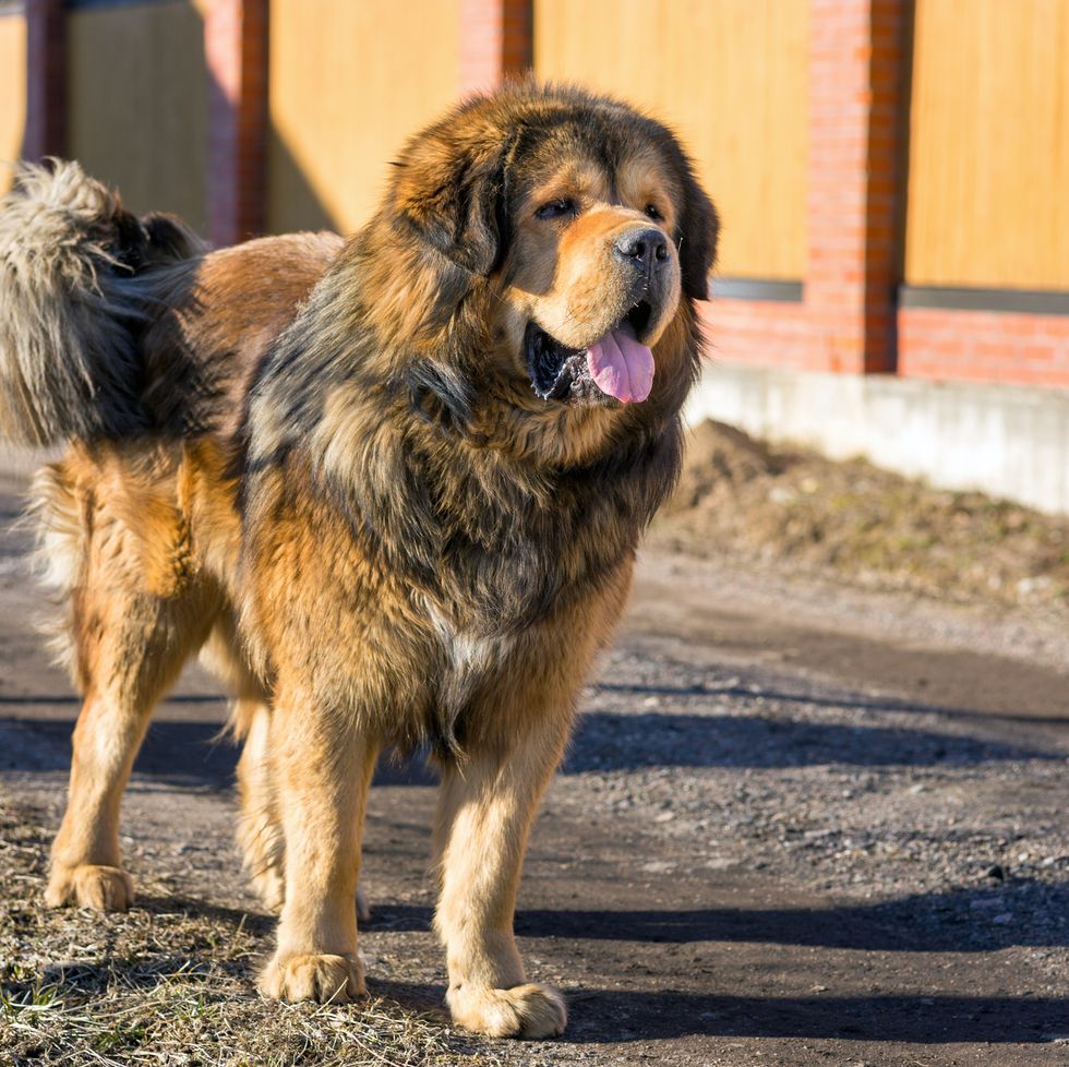 The Best Big Dog Breeds To Suit Your Family - ConservaMom