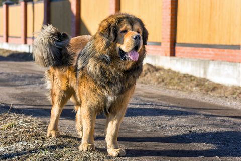 large dog breeeds tibetan mastiff