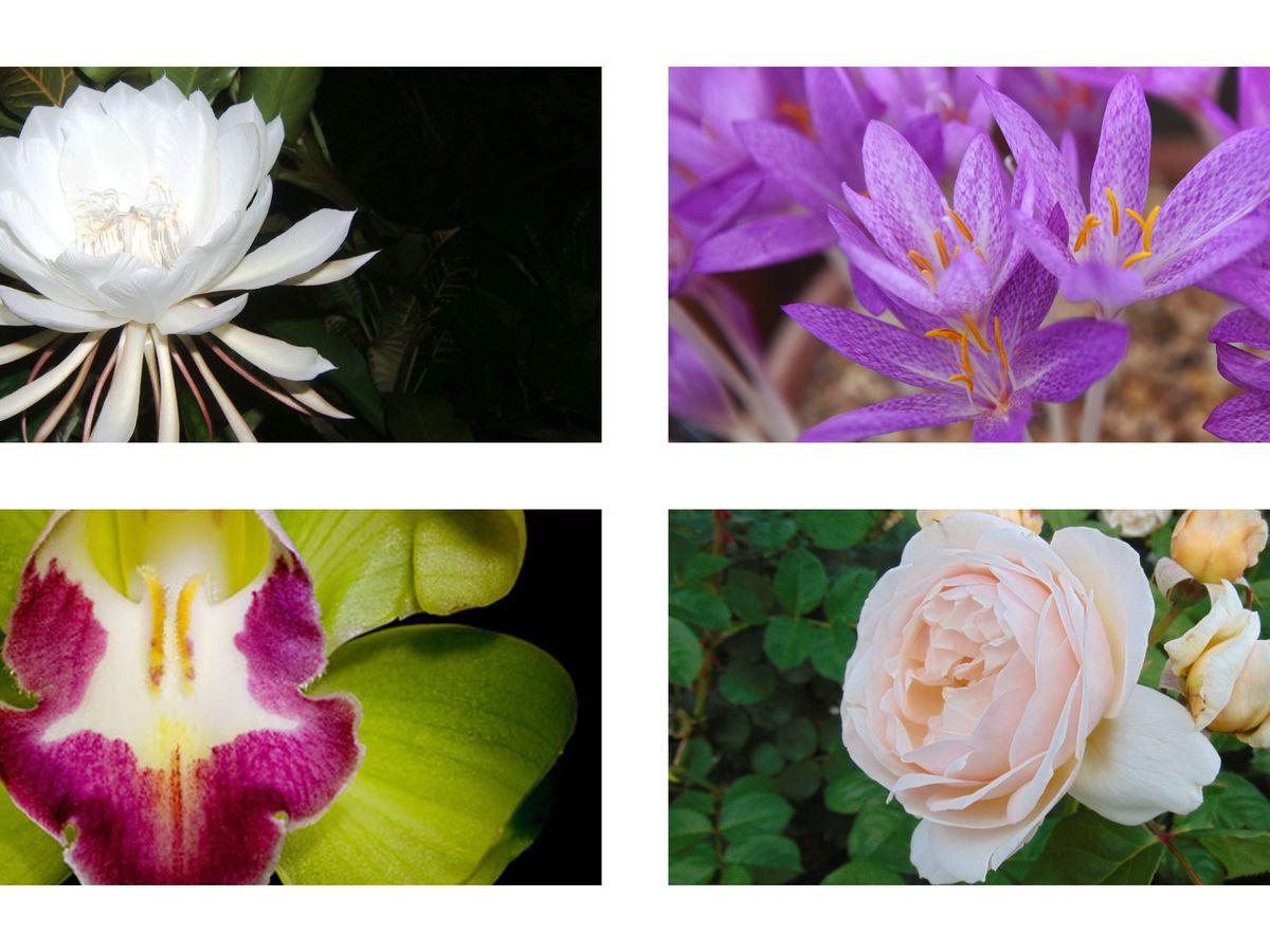 Flower Photos: Most Expensive Flowers - Juliet Rose