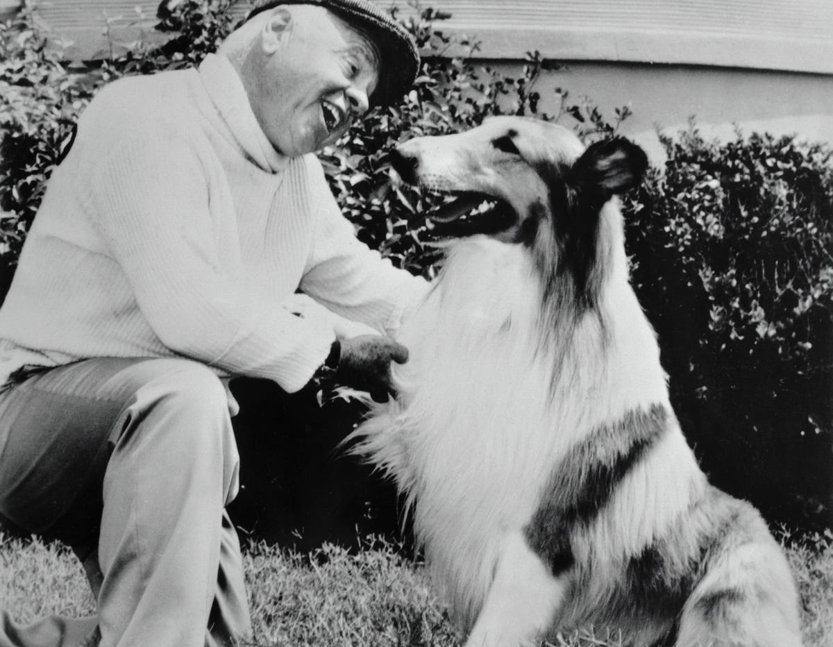 The movie dogs Pippa and Lassie v l at the premiere of the movie