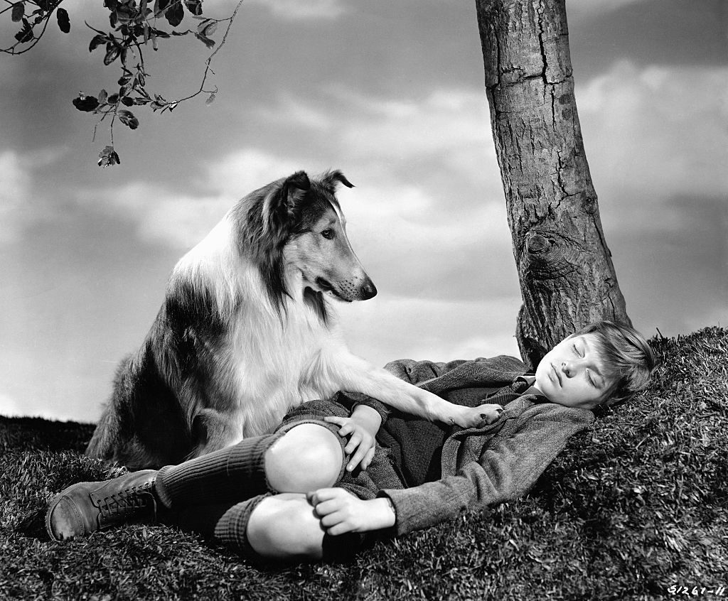 Lassie. The famous dog, Lassie, who appeared in many