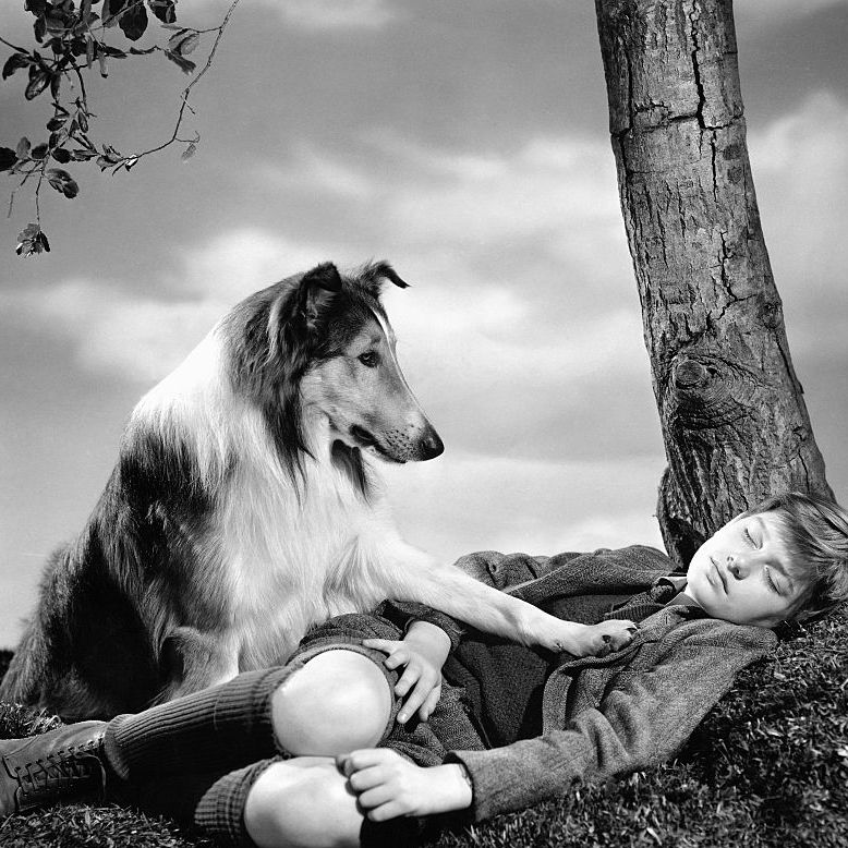 Dog Who Played Lassie