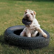 most indestructible dog toys -- kong tires