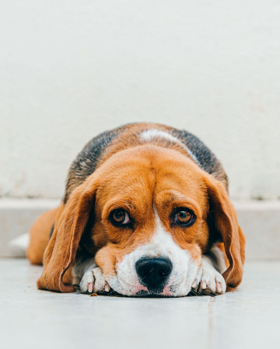 most loyal dog breeds beagle