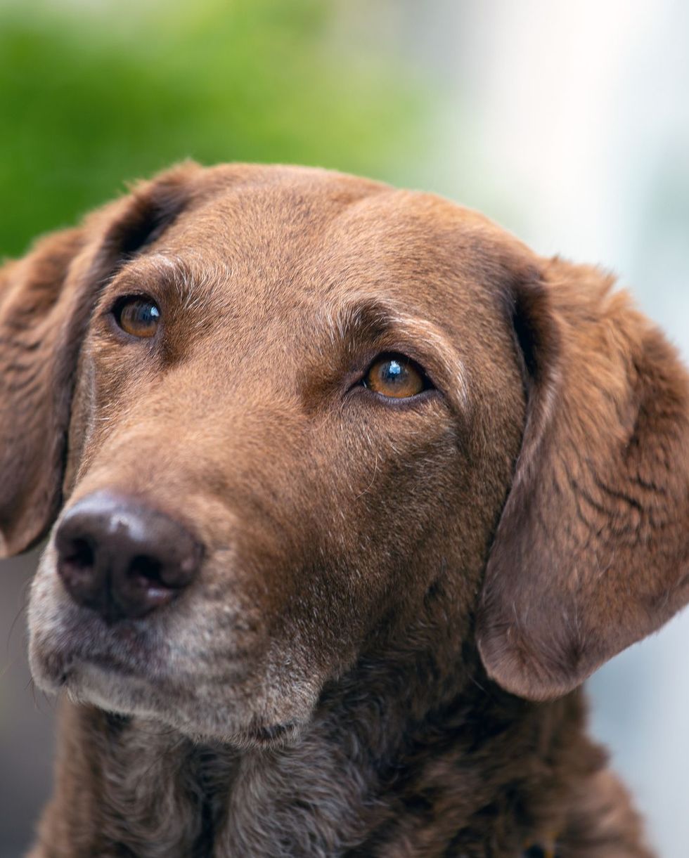 most loyal dog breeds chesapeake bay retriever