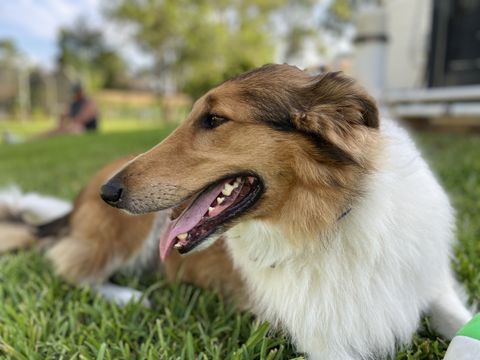 most loyal dog breeds collie