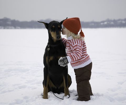 Girl (15-18 months) kissing Doberman in snowy field