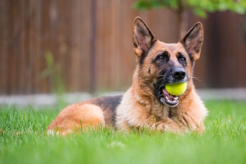 how loyal are german shepherds