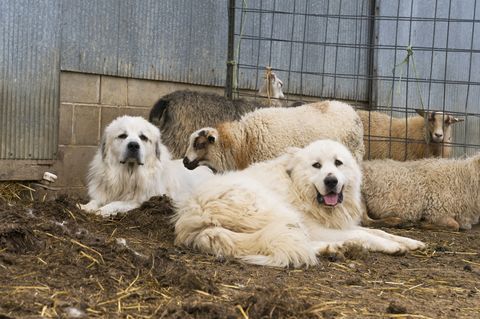 Two Great Pyrenees