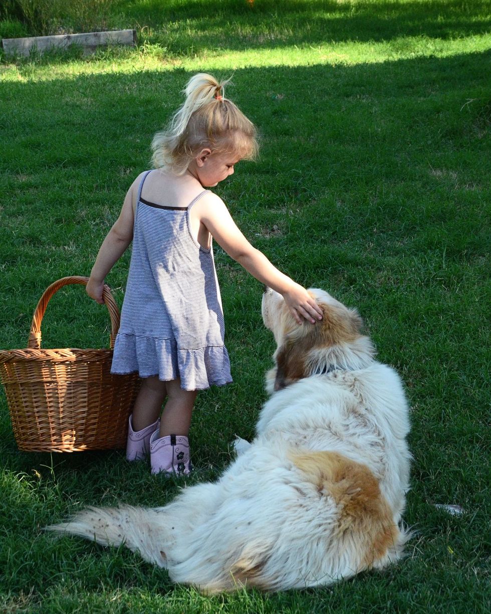 most loyal dog breeds great pyrenees