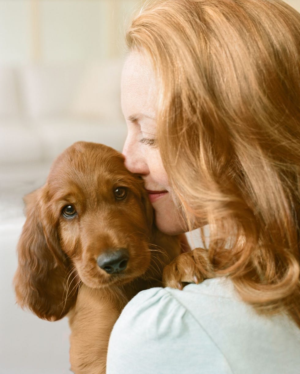 most loyal dog breeds irish setter