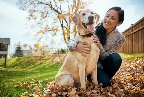 most loyal dog breeds labrador retriever