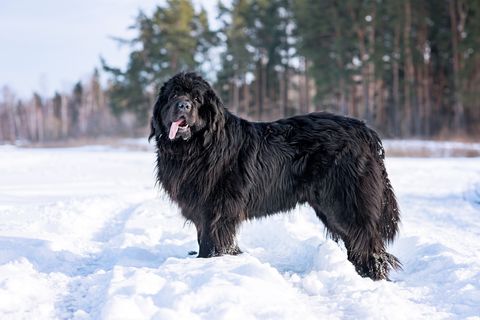 Newfoundland (Canis familiaris) adult portrait