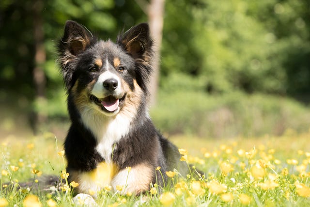 popular dog breed from childhood