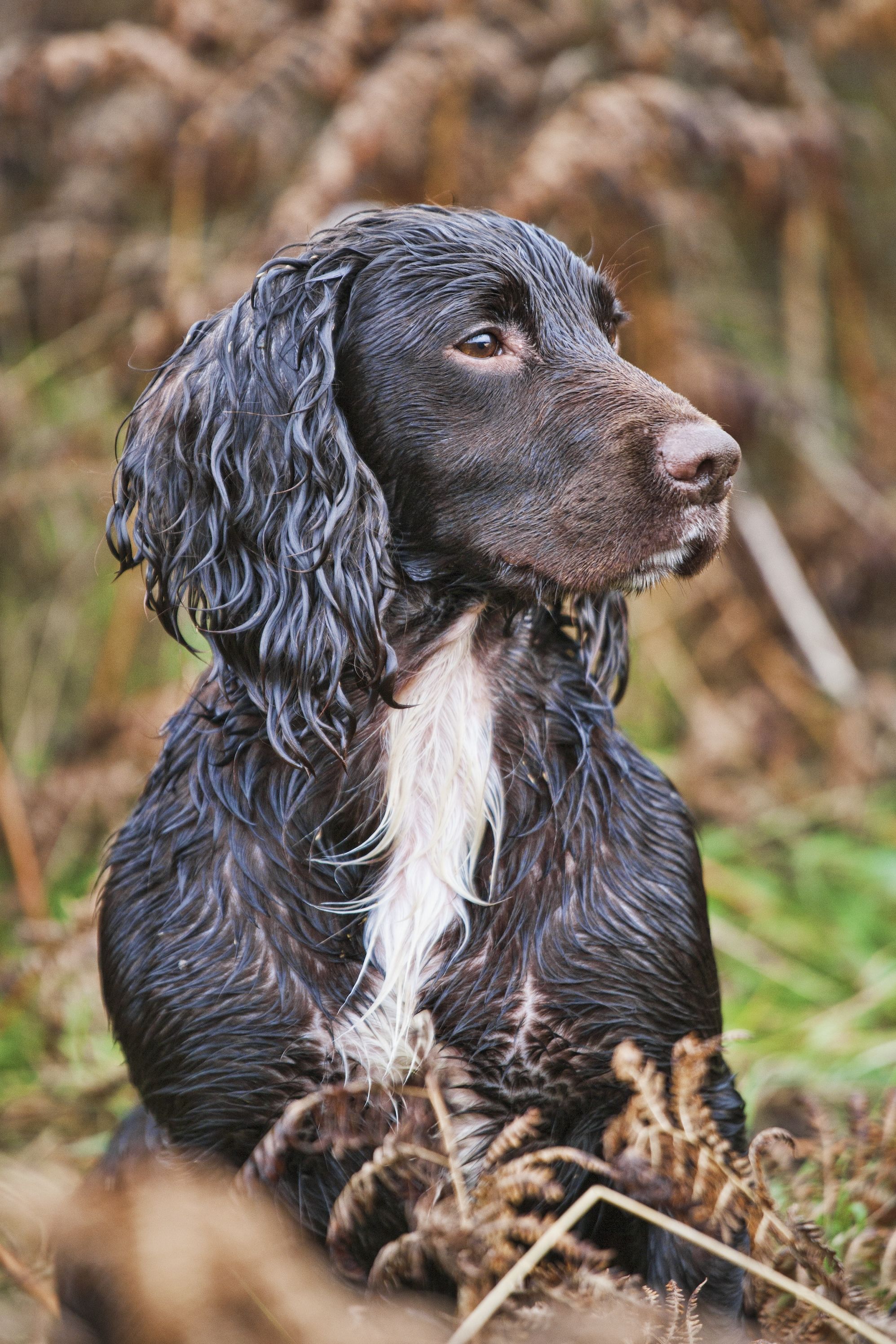 Top 7 Spaniel Dog Breeds UK