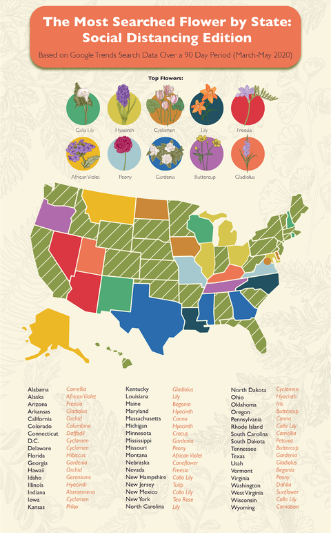 graphic of the most searched for flower in every us state
