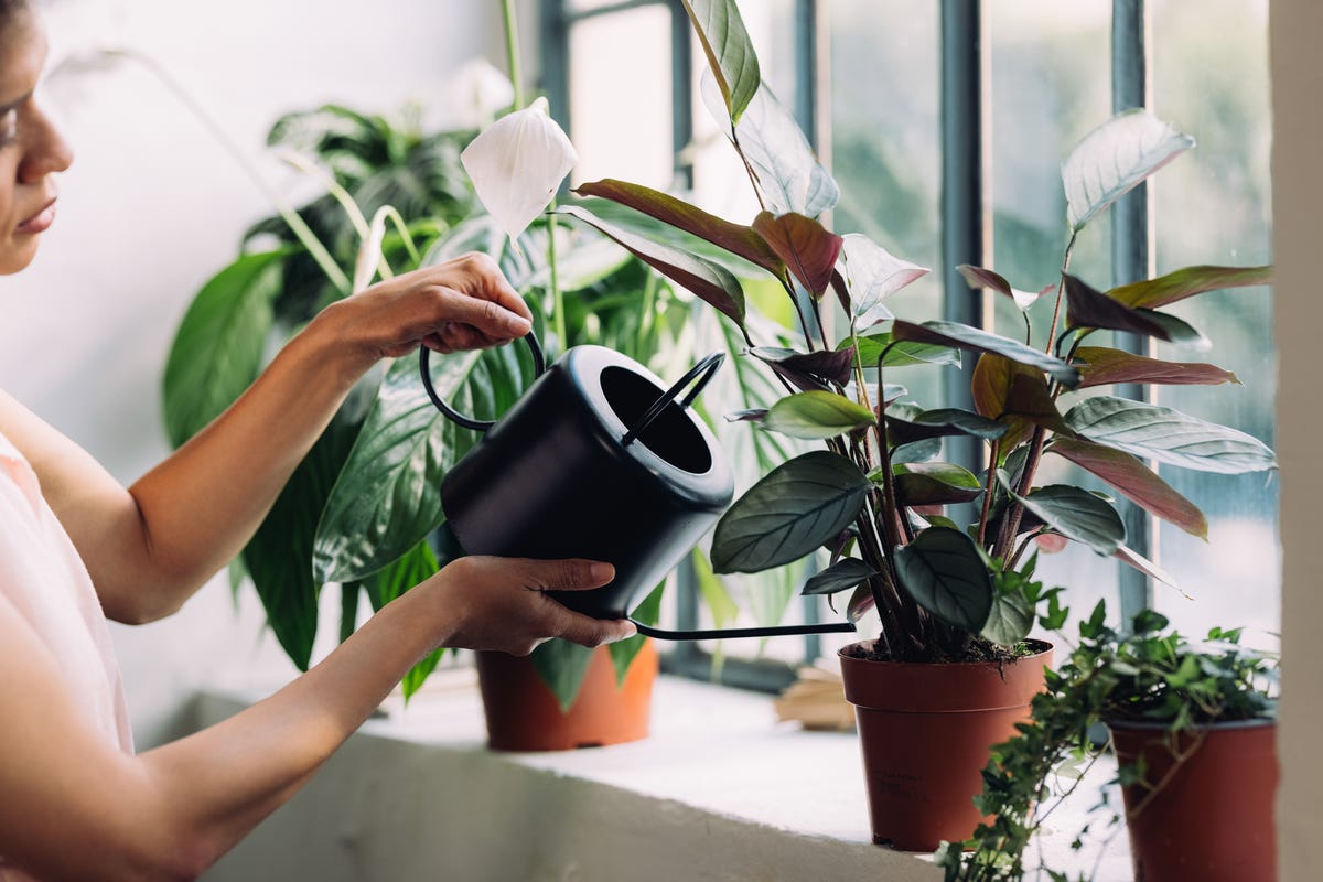 The UK's Top 10 Most Searched For Houseplants