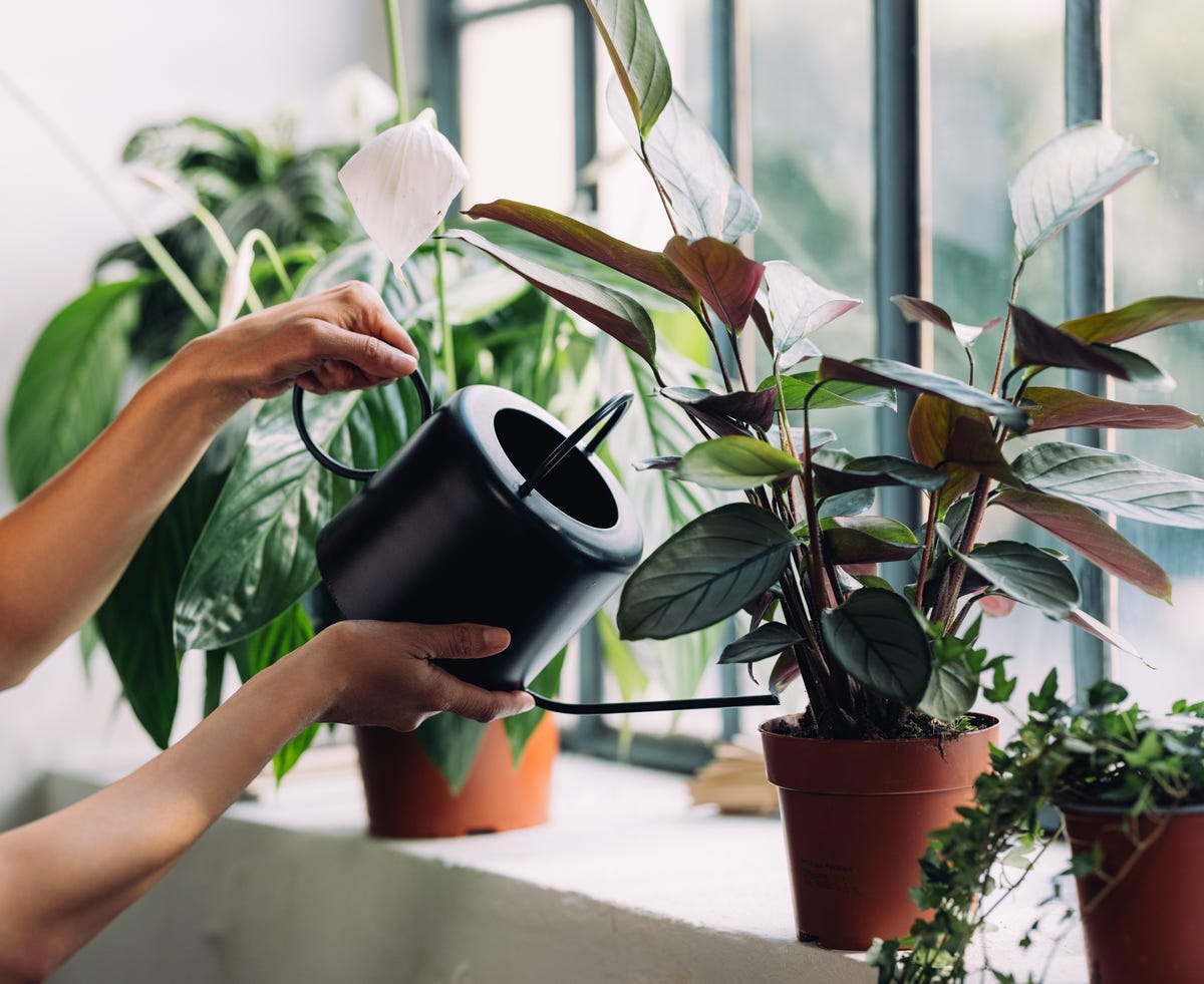 The UK's Top 10 Most Searched For Houseplants