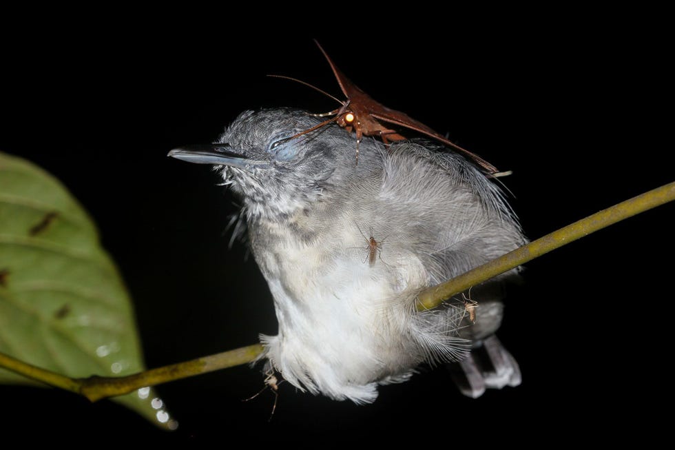 Brutaal Deze spinneruil Gorgone macarea drinkt tranen van vogels als de zwartkinmierkruiper om wat extra protenen binnen te krijgen