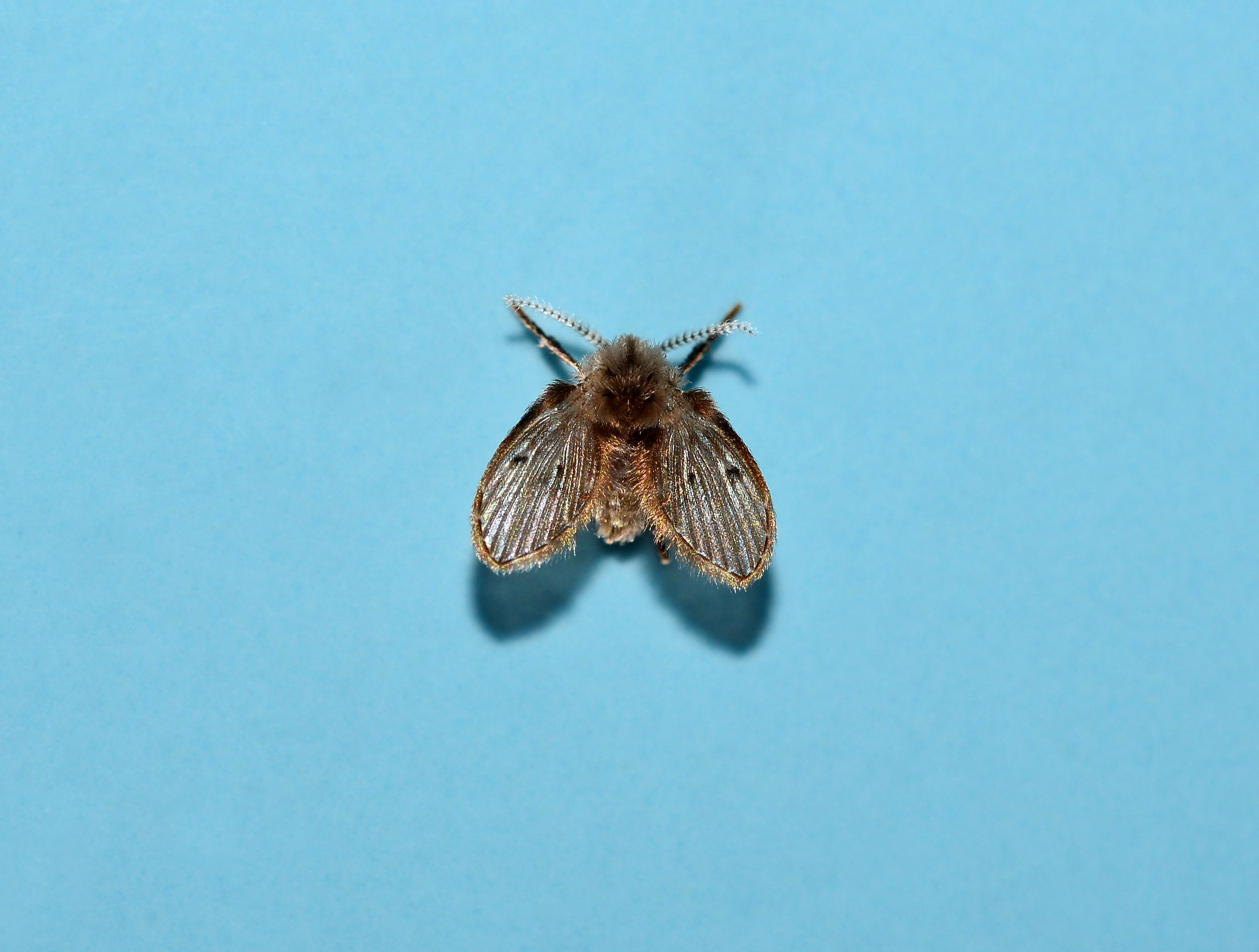 Very Small Flying Bugs In Bedrooms Www resnooze what-are-the-flying-bugs-in-my-lawn-11-tips-for-killing