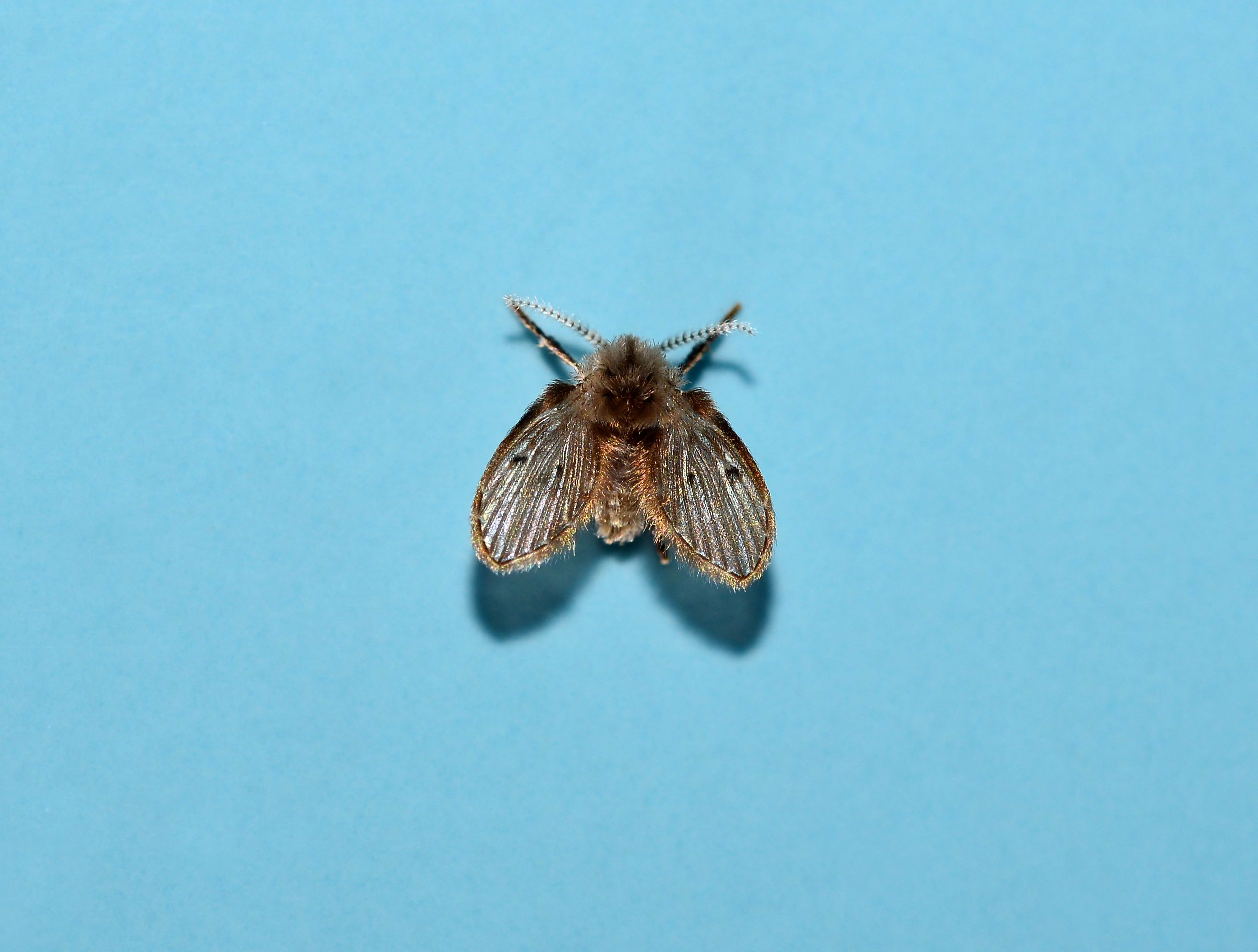 Very Small Flying Insects   Moth Fly Or Drain Fly Clogmia Albipunctata O Royalty Free Image 1589826510 