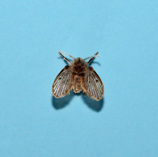 https://hips.hearstapps.com/hmg-prod/images/moth-fly-or-drain-fly-clogmia-albipunctata-o-royalty-free-image-1589826510.jpg?crop=0.730xw:0.964xh;0.150xw,0&resize=640:*