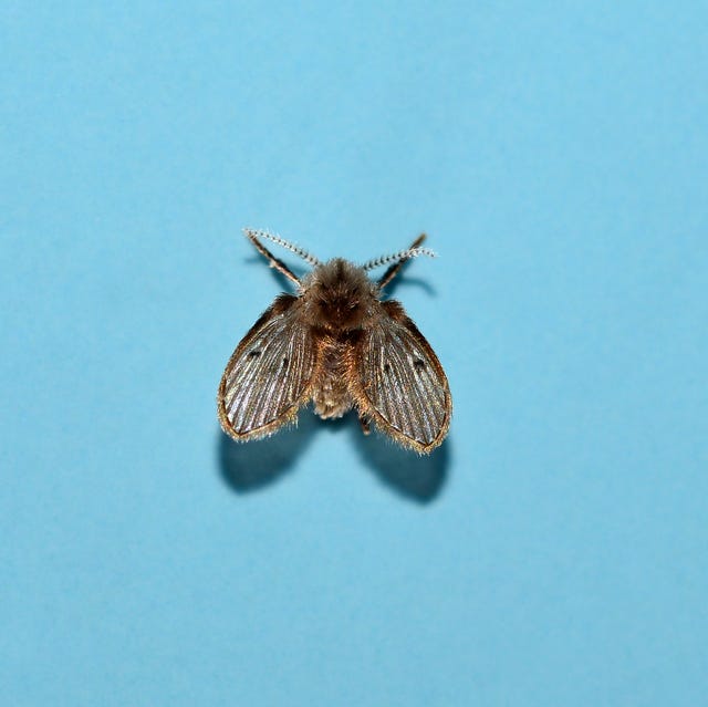 a single moth fly or drain fly on a blue background, it is gray and fuzzy