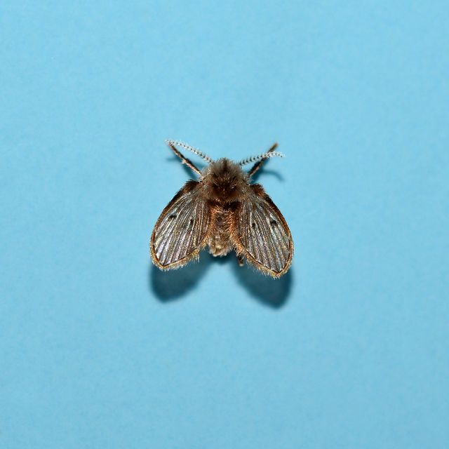 moth fly or drain fly (clogmia albipunctata / o: diptera, f: psy