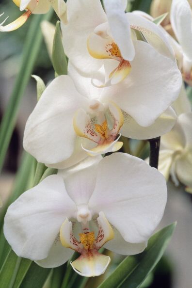 moth orchid, orchidaceae