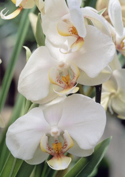 moth orchid, orchidaceae