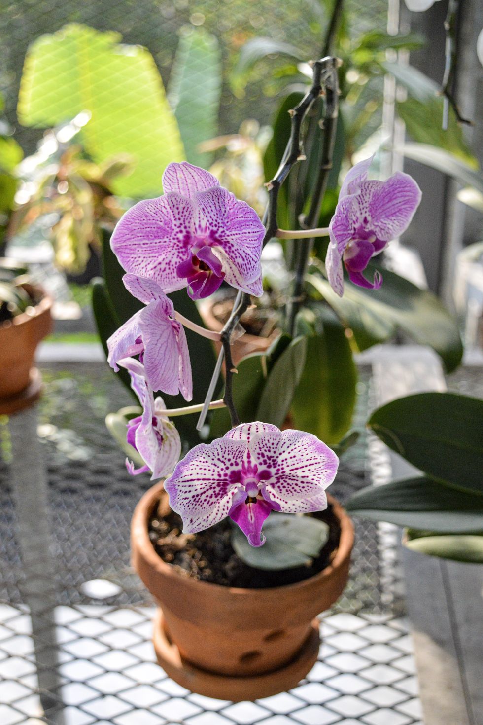 orchid nursery: moth orchid