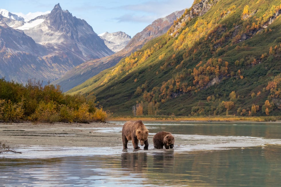 mother brown bear and cub in front of magnificent alaskan landscape, lake crescent, lake craig national park in alaska