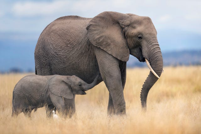 olifant met kalf in amboseli national park in kenia