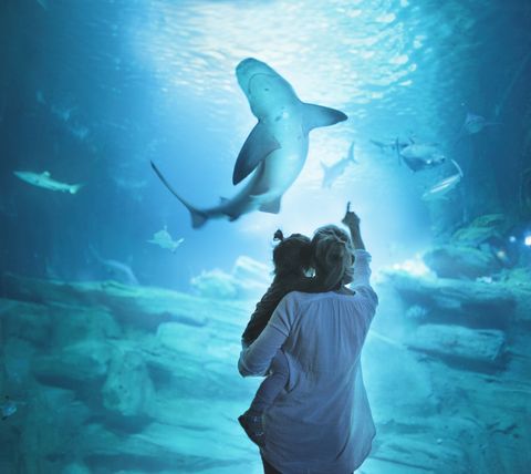 mother with daughter on shoulders looking at shark