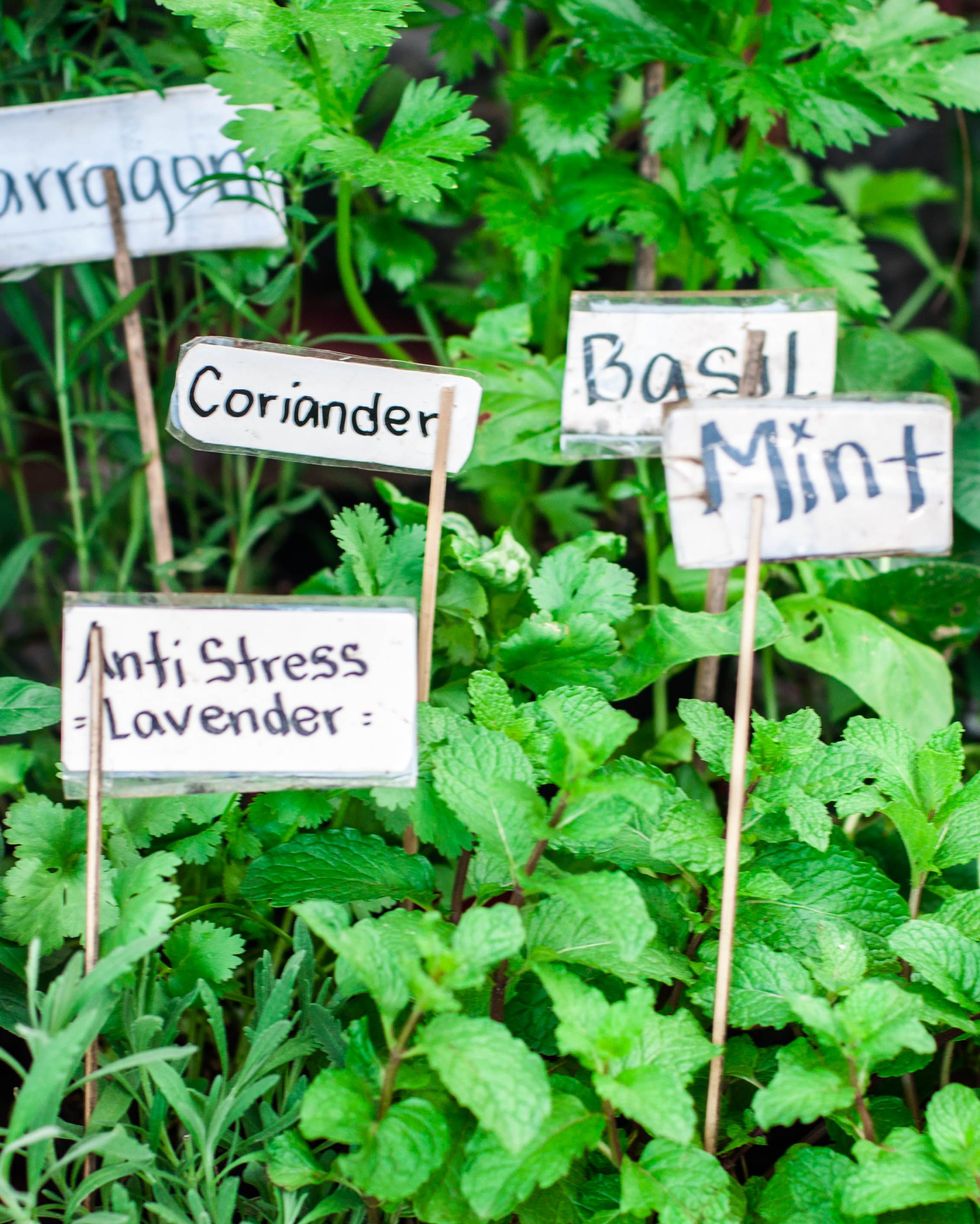 mother's day herb garden with plant markers for lavender, mint, basil, coriander