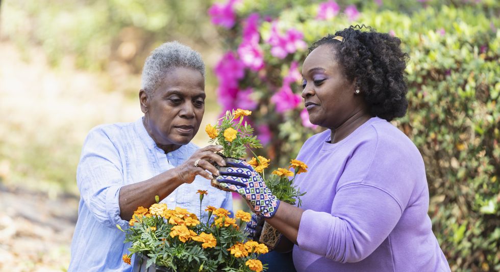 a senior african american woman and her adult daughter gardening together in the back yard the mother is holding a tray of orange flowers on her lap, and handing one of the flowers to her daughter