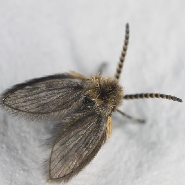 mothflies, owl midges, sewage farm flies, called also waltzing midges (psychodidae) on a white wall.
