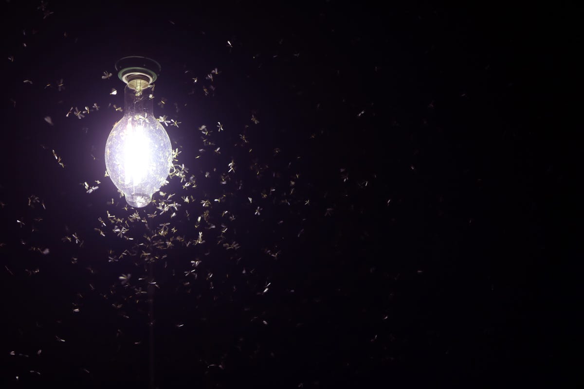 Do LED Lights Keep Bugs Away? - Light Colors to Reduce Insects