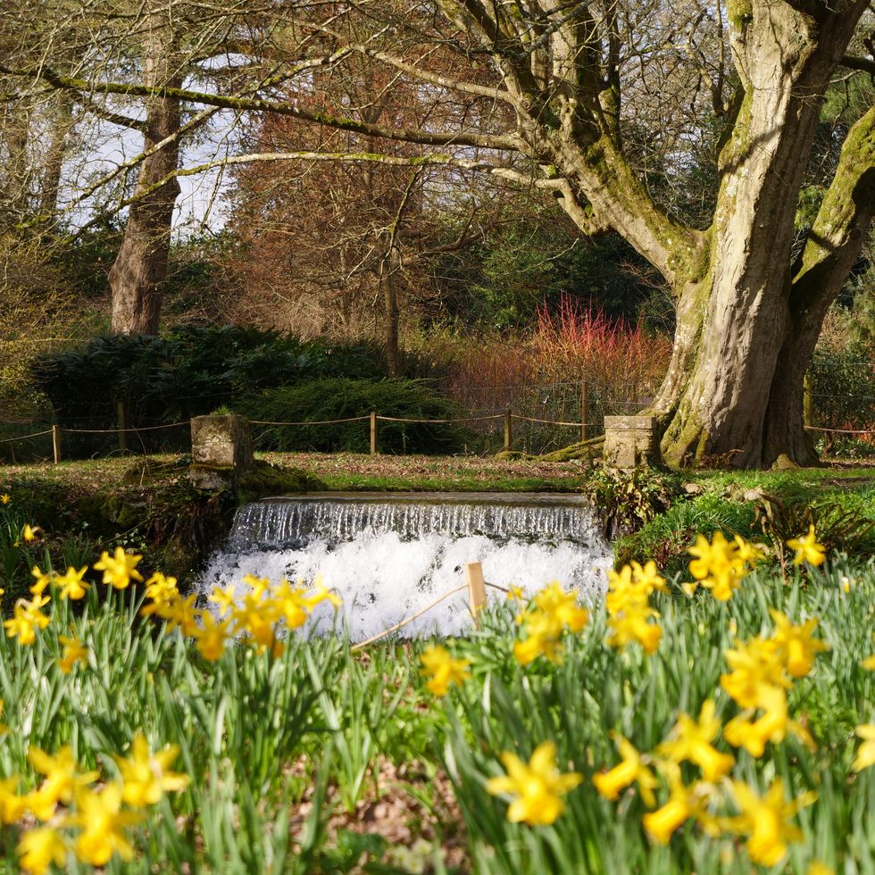 daffodils and old hornbeam by the font stream at mottisfont, hampshire