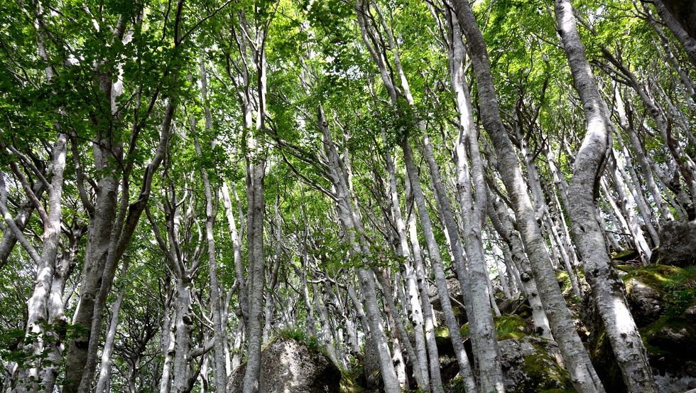 foresta sul monte amiata