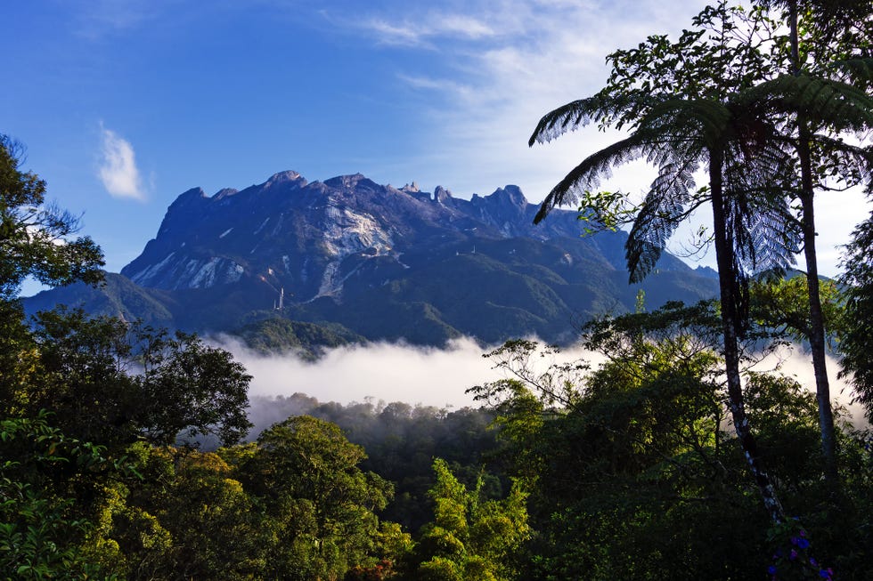 Borneo tours - Borneo orangutan tour