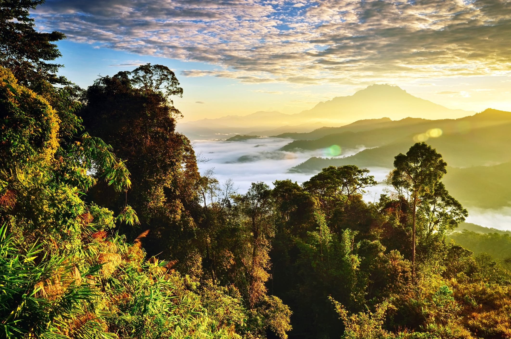 Borneo tours - Borneo orangutan tour