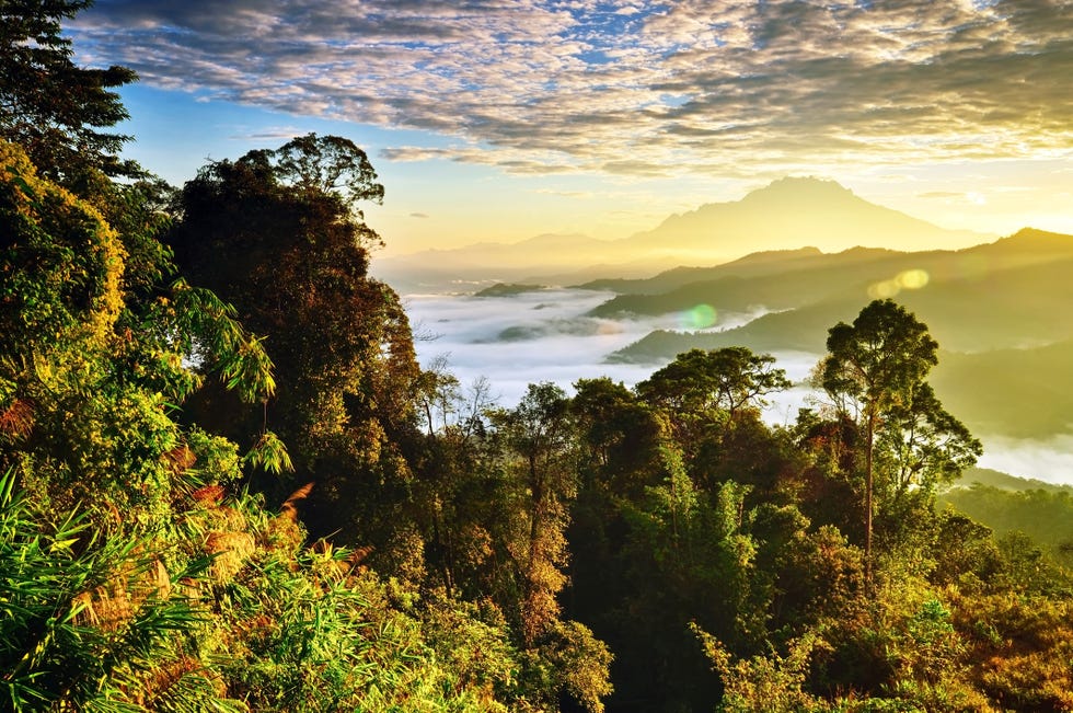 Borneo tours - Borneo orangutan tour