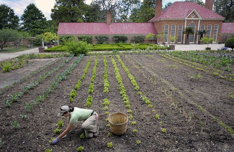 mount vernon va, may 19  mount vernon gardener  kristen gauthier  thins out the lettuce in george washingtons pleasure garden that  has been reconstructed in its original form for the first time in 200 years  at mount vernon, home of george washington, in fairfax county va , may 19, 2011  photo by john mcdonnellthe washington post via getty images