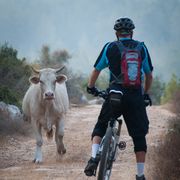 mountain biker facing angry bull
