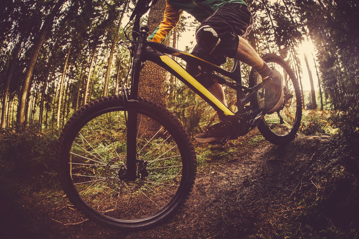 Mountain Biker Riding On Forest Track